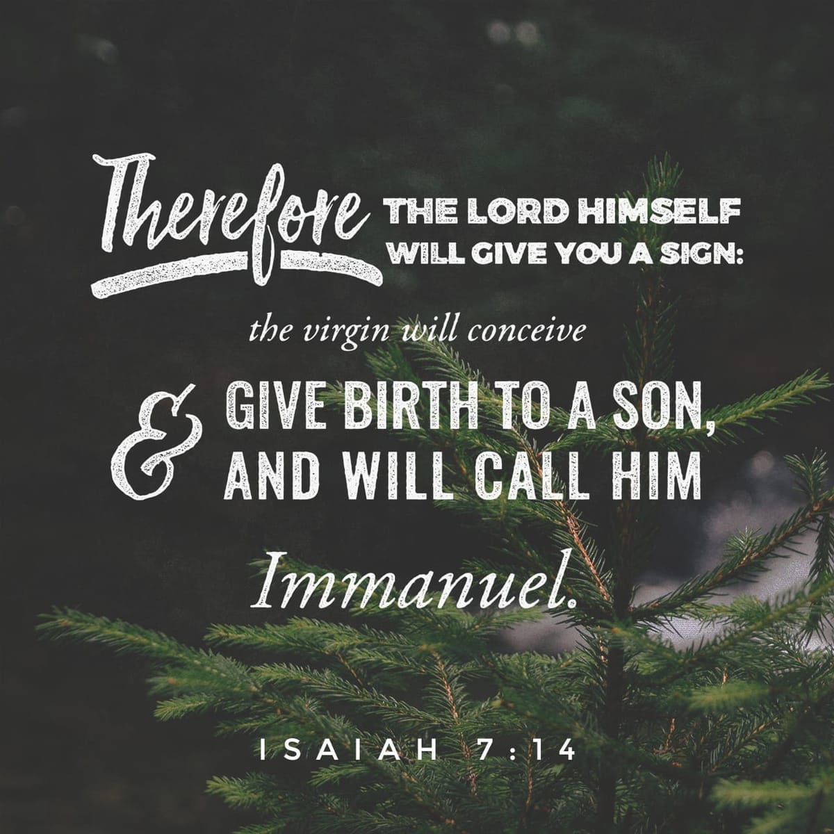Christmas Thoughts & Updates